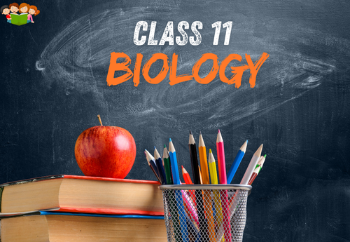 NCERT Exemplar Solutions Class 11 Biology all Chapters